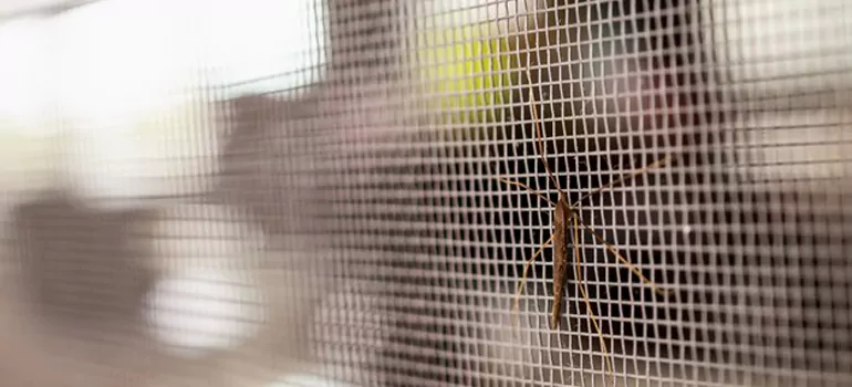 Repair Mosquito Mesh For Windows in Waterloo, Ontario